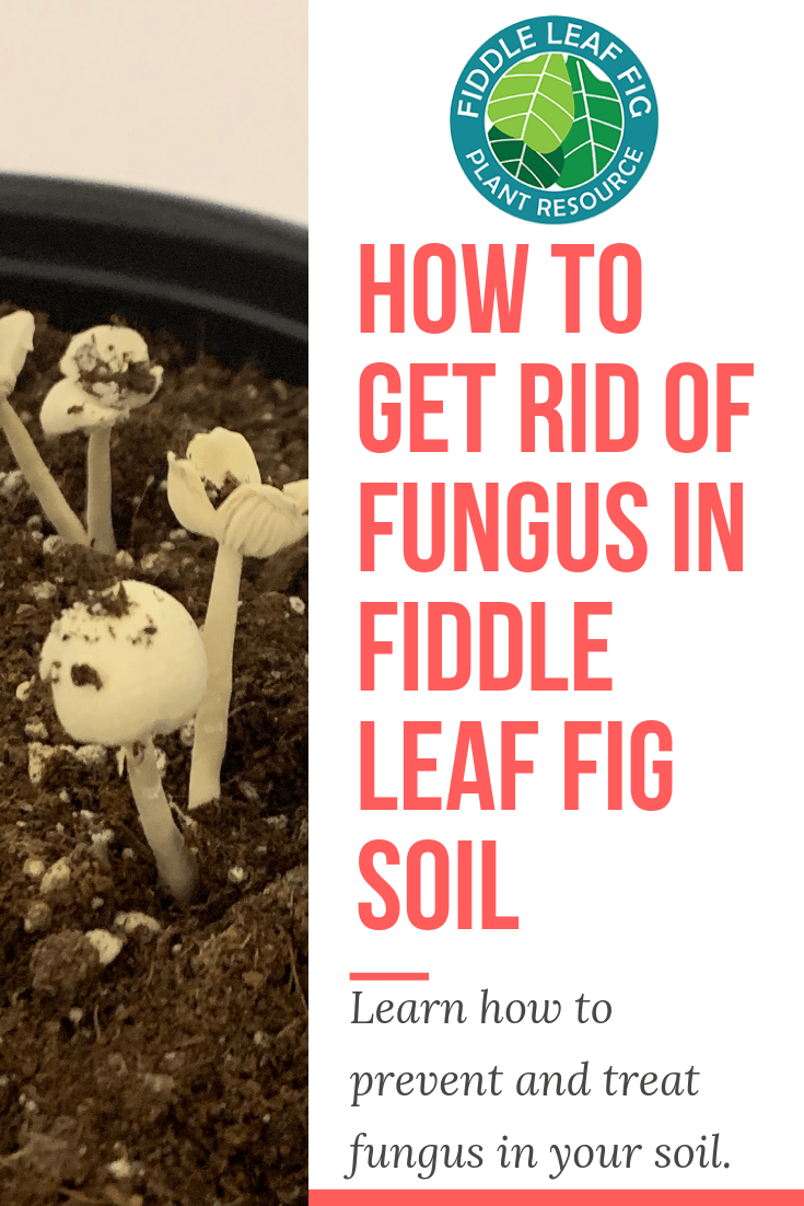 How to Get Rid of Fungus in Fiddle Leaf Fig Soil The Fiddle Leaf Fig