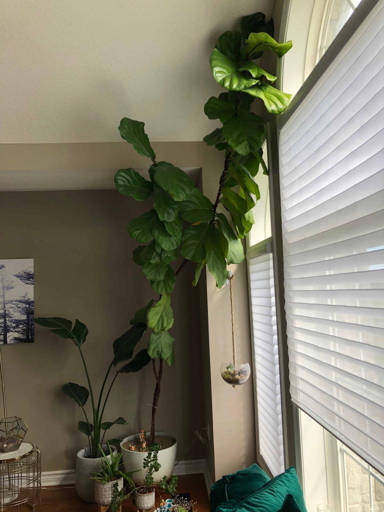 My decade old FLF plant | The Fiddle Leaf Fig Plant Resource