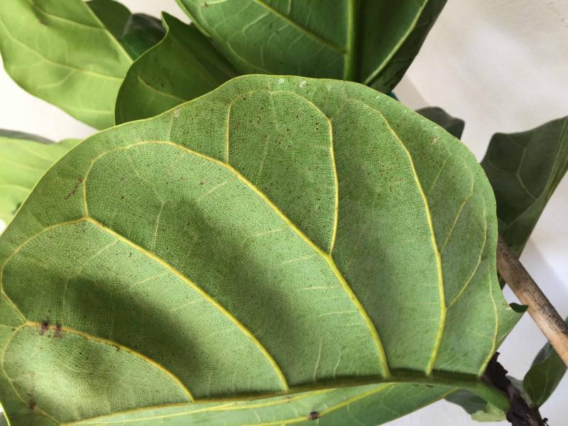 New Trees From Costco The Fiddle Leaf Fig Plant Resource
