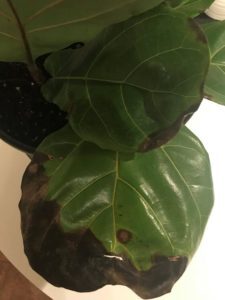 Seeing fiddle leaf fig spots? Wondering what is causing spots on your fiddle leaf fig? Click to learn how to troubleshoot fiddle leaf fig leaf spots. 