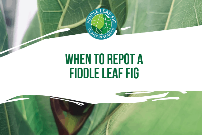 Wondering when to repot a fiddle leaf fig? Not sure on if you should repot of not? Click to read more about when you can safely repot your fiddle leaf fig.