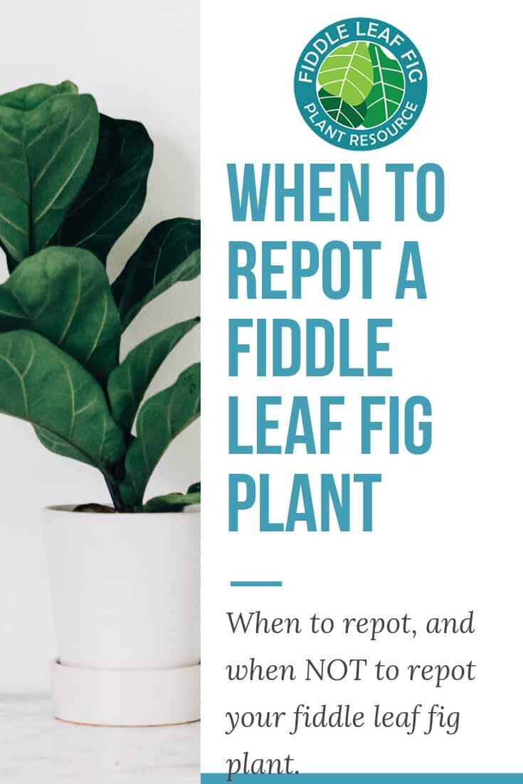When to Repot a Fiddle Leaf Fig...and When to NOT The Fiddle Leaf Fig Plant Resource