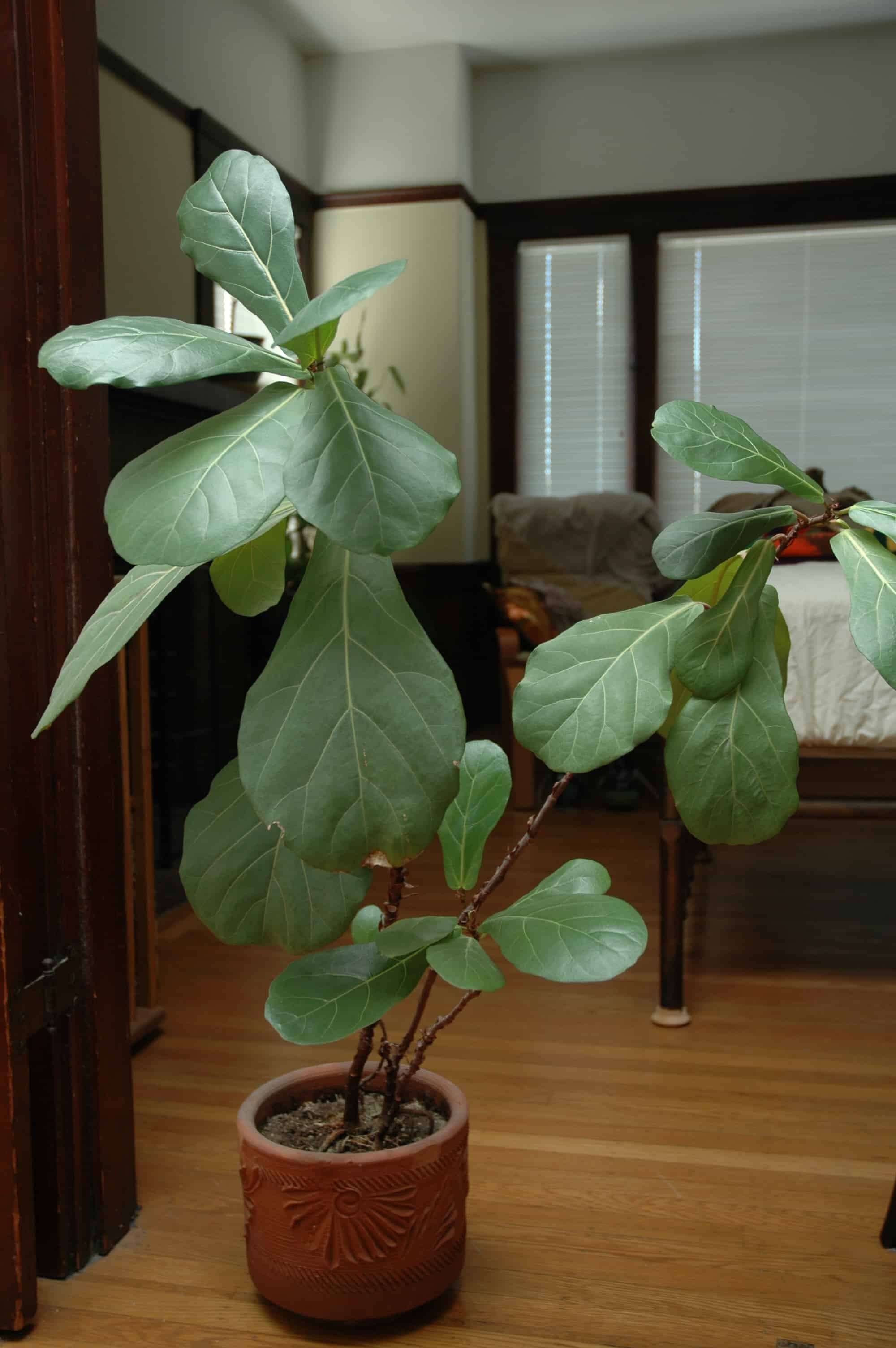 Droopy Leaves Fiddle Leaf Fig The Fiddle Leaf Fig Plant Resource