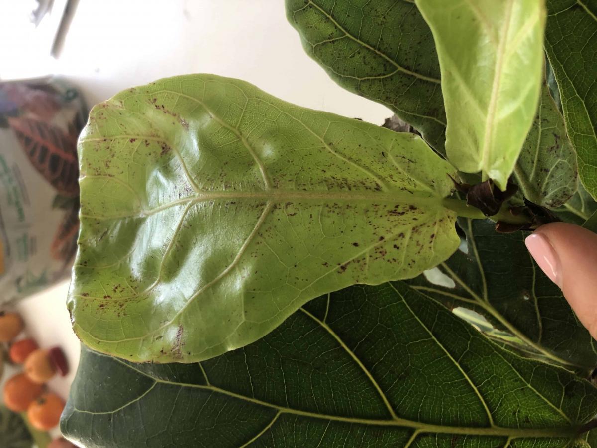 New Fiddle Leaf Baby The Fiddle Leaf Fig Plant Resource