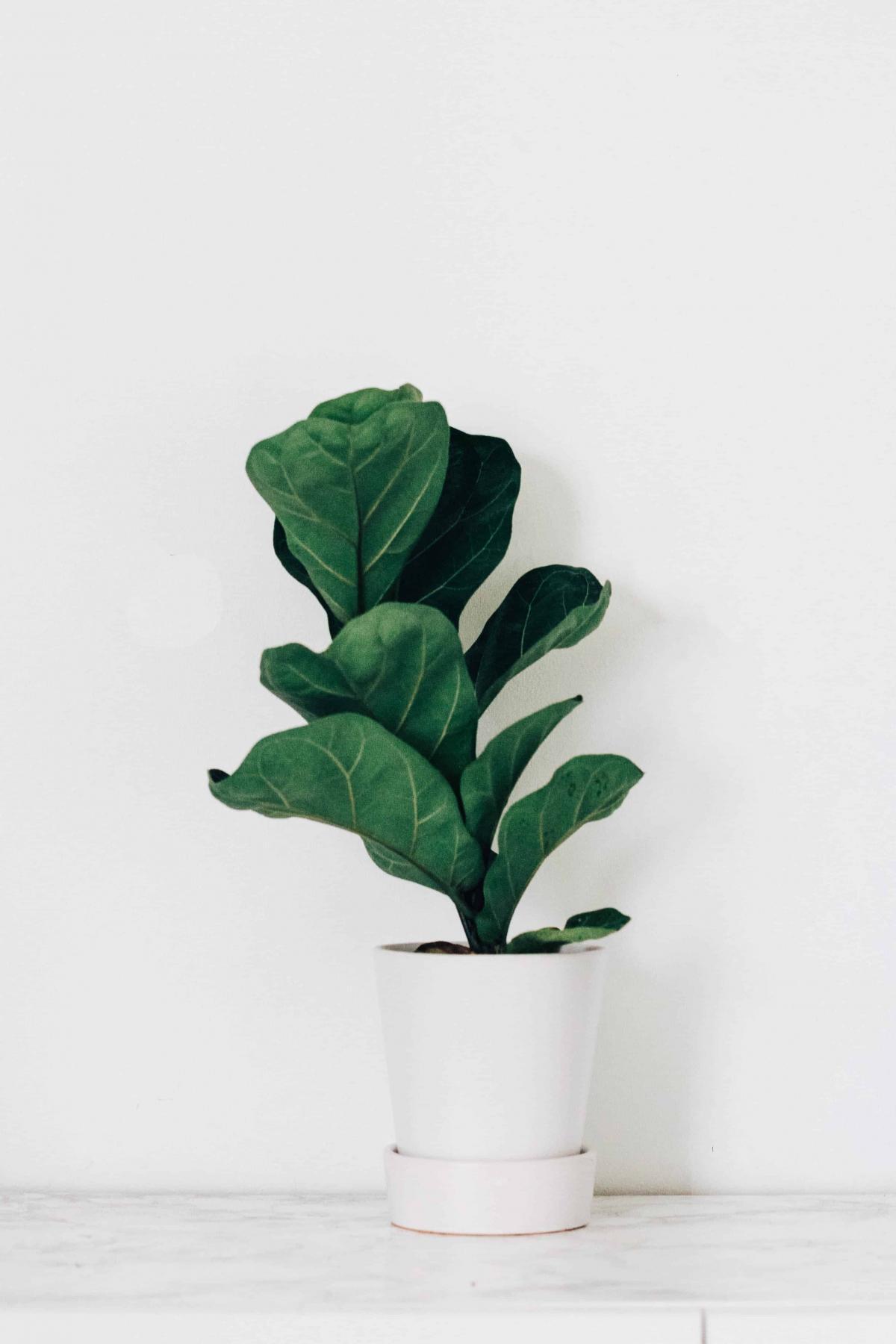 When to Repot a Fiddle Leaf Fig...and When to NOT