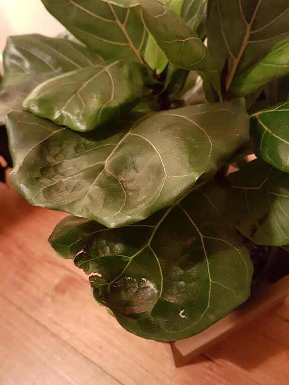 Weird brown spots | The Fiddle Leaf Fig Plant Resource