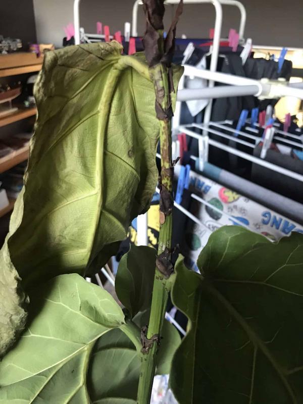 Very Sick FLF The Fiddle Leaf Fig Plant Resource
