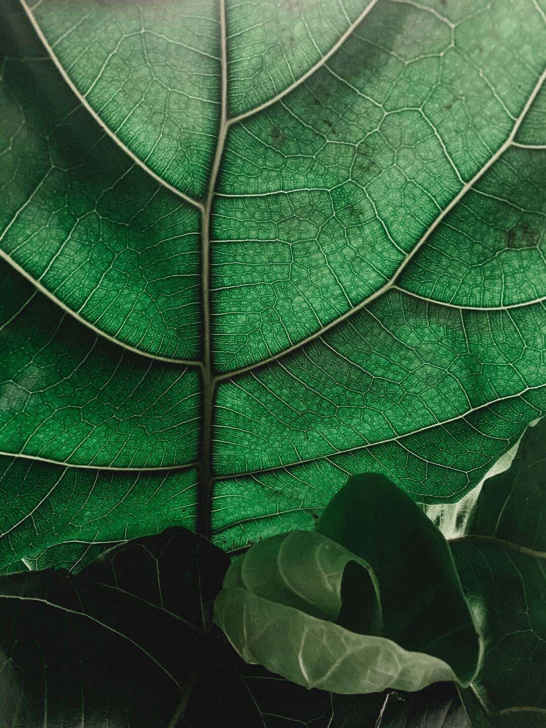 Calli Hall | The Fiddle Leaf Fig Plant Resource