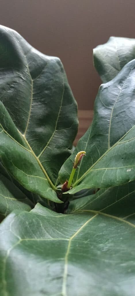 Fiddle Leaf Fig Artwork Contest: Submit and Vote for your Favorite!