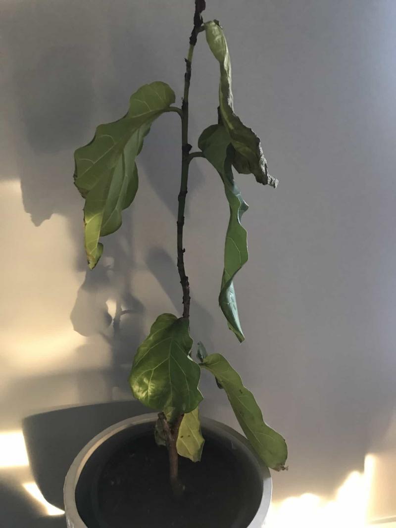 Very Sick FLF The Fiddle Leaf Fig Plant Resource