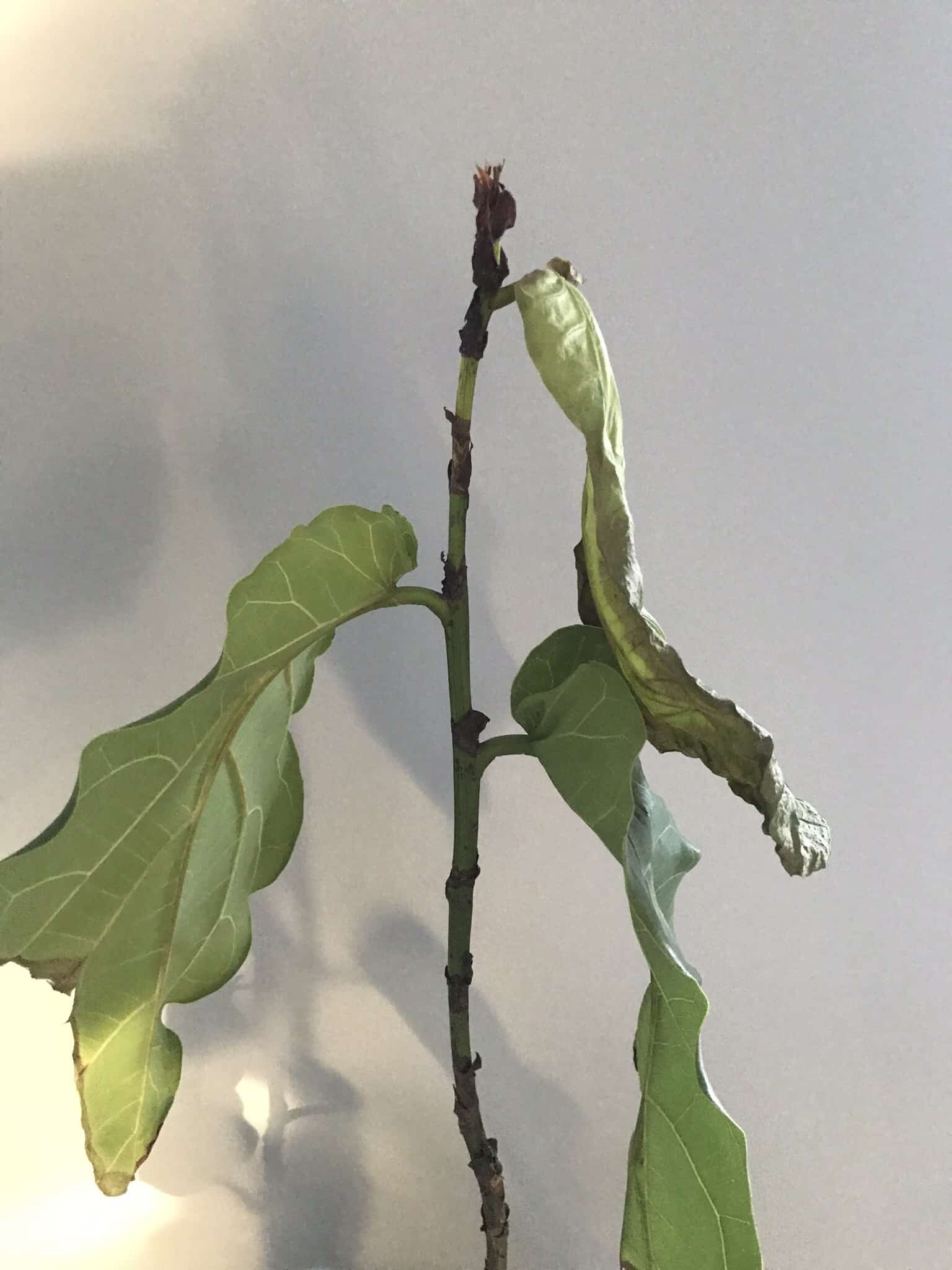 Very Sick FLF The Fiddle Leaf Fig Plant Resource