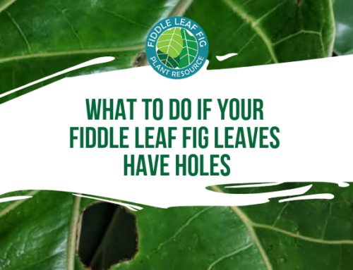 What to Do if Your Fiddle Leaf Fig Leaves Have Holes