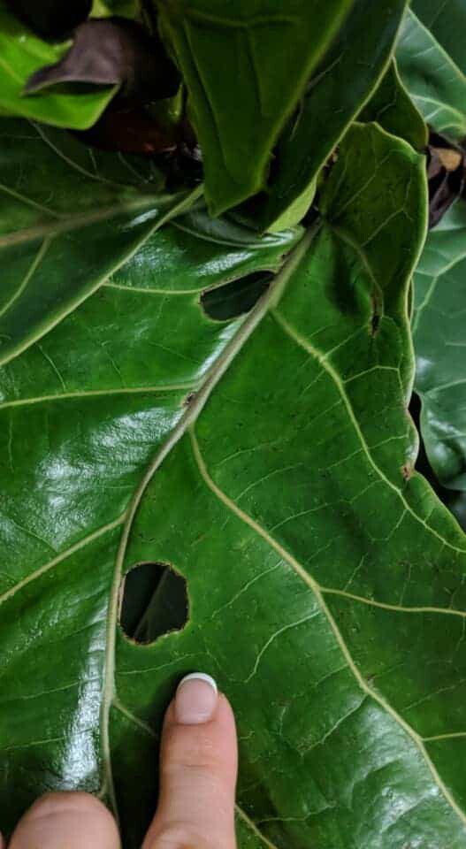 What To Do If Your Fiddle Leaf Fig Leaves Have Holes