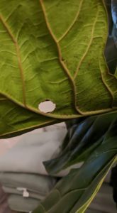 Wondering if you have normal leaf drop for a fiddle leaf fig? Click to learn what normal leaf drop looks like and when to be concerned about your plant. 