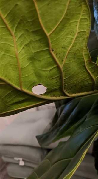 Do your fiddle leaf fig leaves have holes? Click to learn why this happens and what you can do with holes in your fiddle leaf fig leaves.