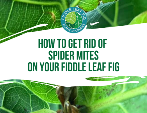 How to Get Rid of Spider Mites on Your Fiddle Leaf Fig