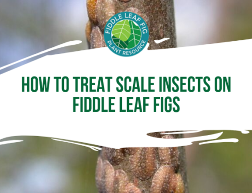 How to Treat Scale on Fiddle Leaf Figs