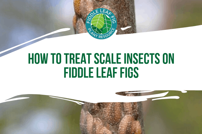 Wondering how to treat scale on fiddle leaf figs? Click to learn what scale insects are and how best to rid your fiddle leaf fig of scale insects.
