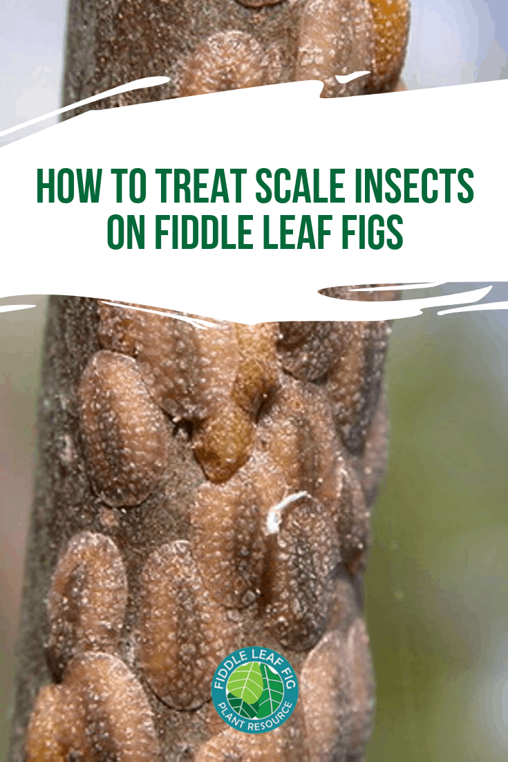 How to Treat Scale on Fiddle Leaf Figs Pinterest Image The Fiddle