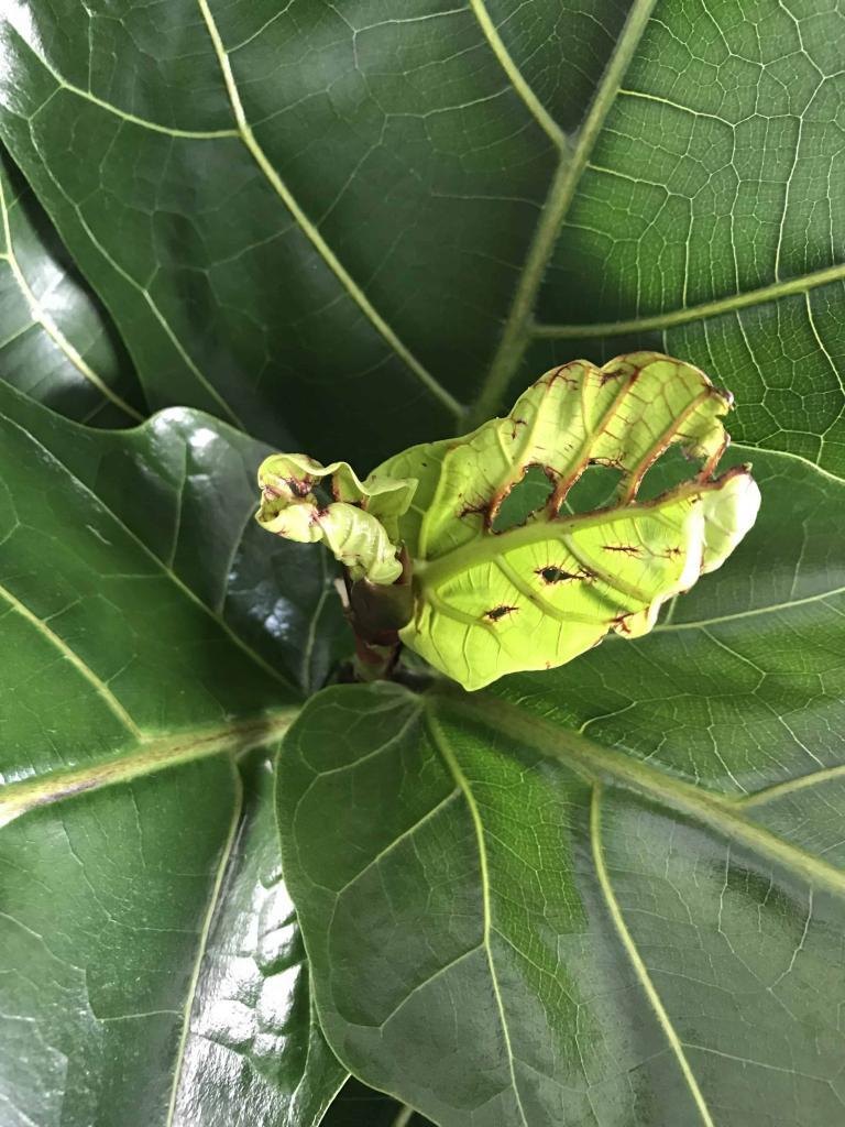 Baby leaves with holes and brown spots. | The Fiddle Leaf Fig Plant