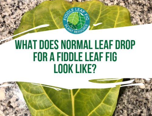 What Does Normal Leaf Drop for a Fiddle Leaf Fig Look Like?