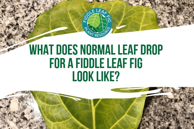 What to Do if Your Fiddle Leaf Fig Leaves Have Holes