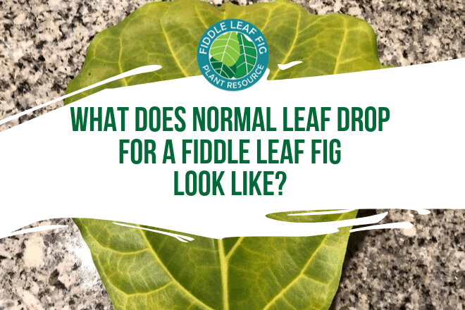 Wondering if you have normal leaf drop for a fiddle leaf fig? Click to learn what normal leaf drop looks like and when to be concerned about your plant.