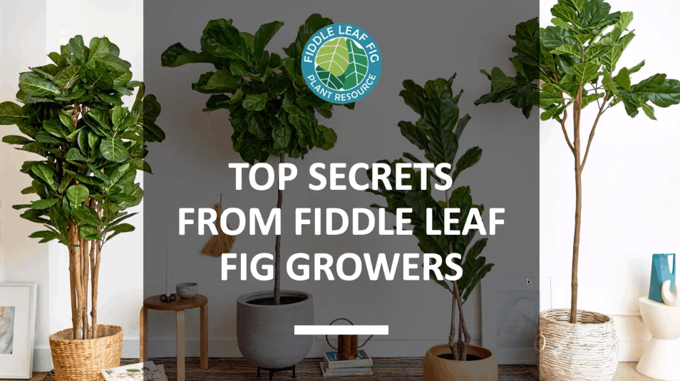 Top Secrets from Fiddle Leaf Fig Growers (Webinar) - Houseplant ...