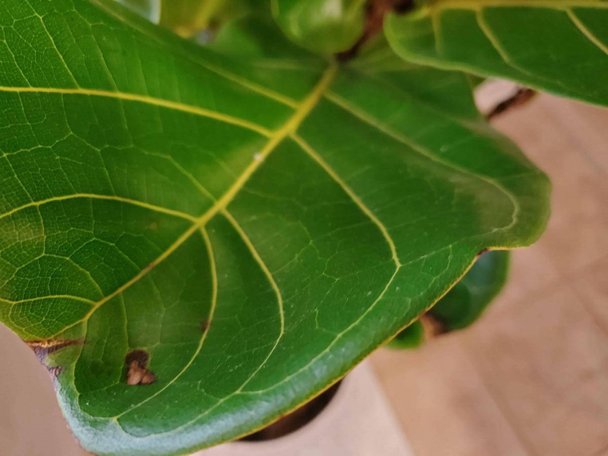 Help identifying the spots | The Fiddle Leaf Fig Plant Resource