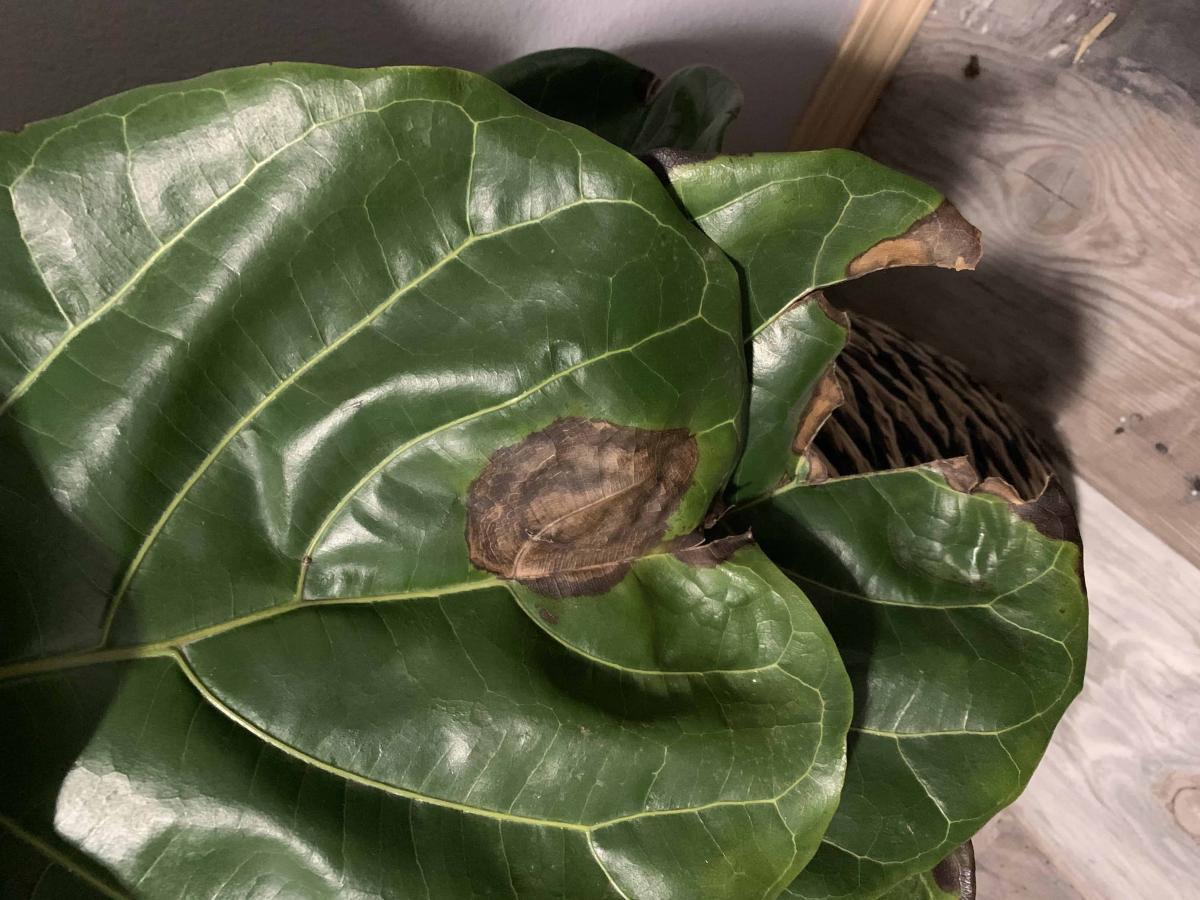 sad-fiddle-root-rot-or-bacterial-infection-the-fiddle-leaf-fig-plant