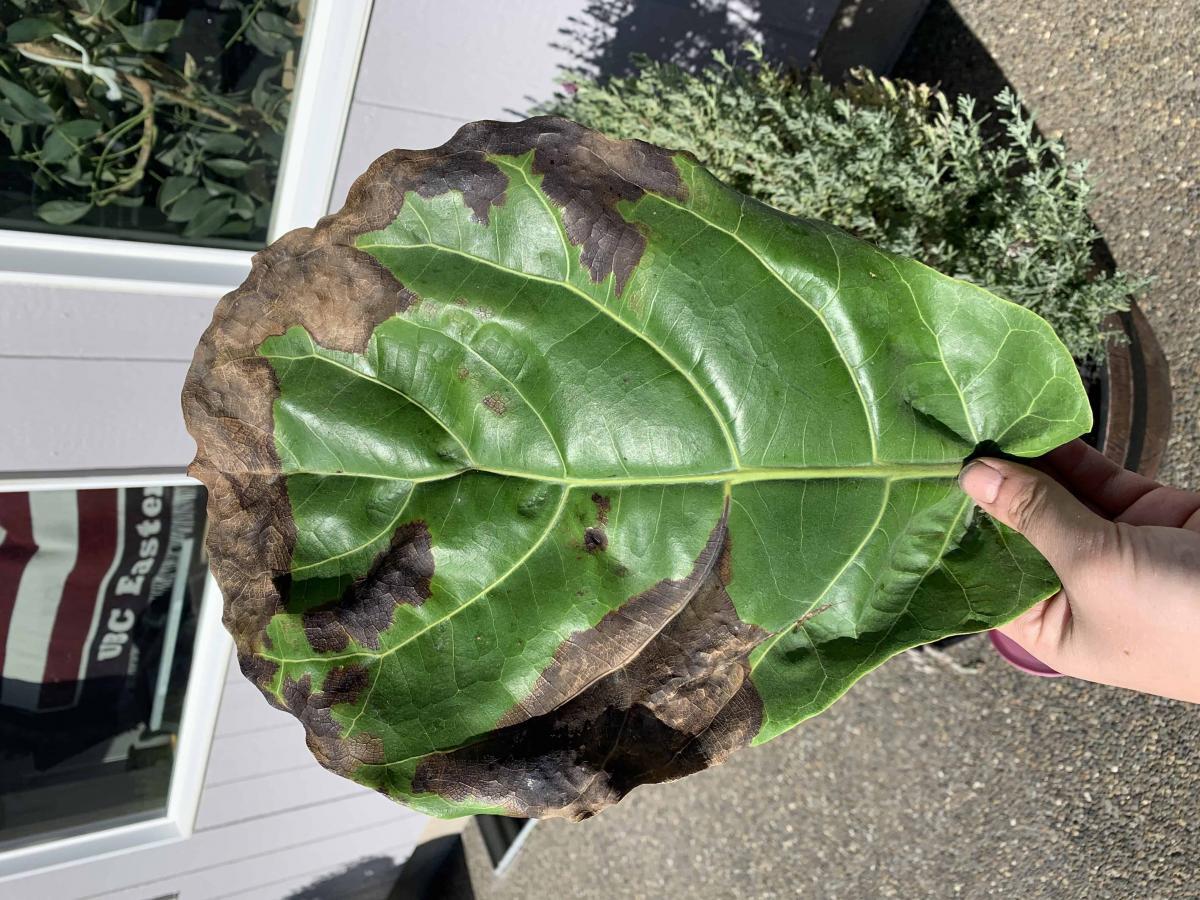 Sad fiddle. Root rot or bacterial infection The Fiddle Leaf Fig Plant