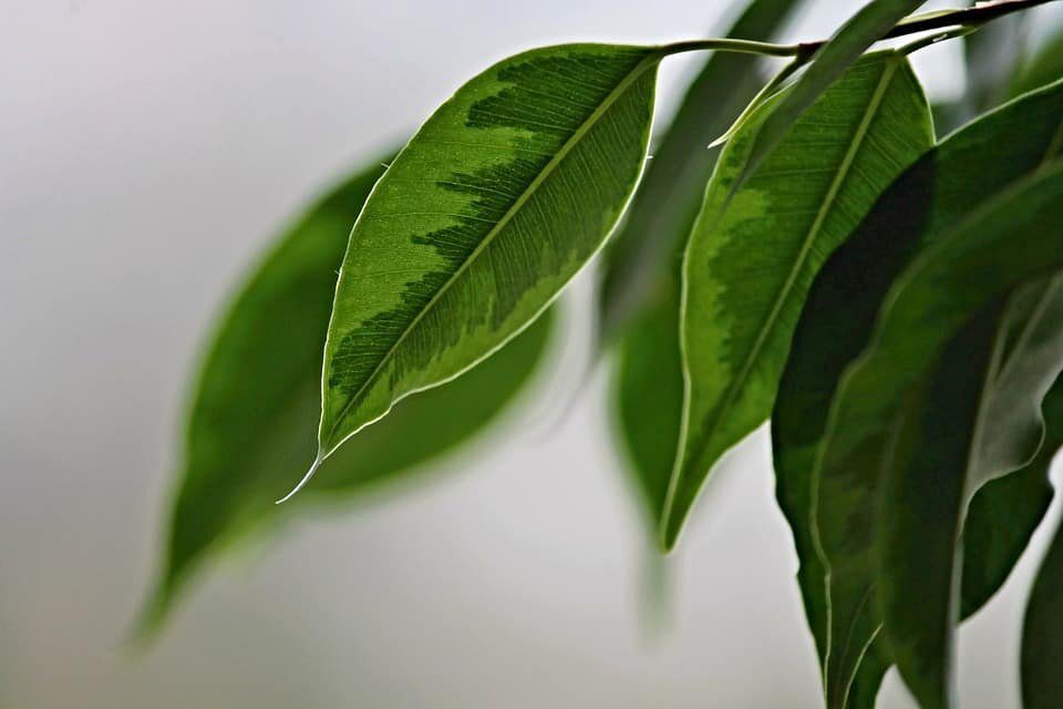 Do you have a Ficus Benjamina plant? Curious how to keep it alive? Click to read how to care for ficus benjamina and grow a healthy plant.