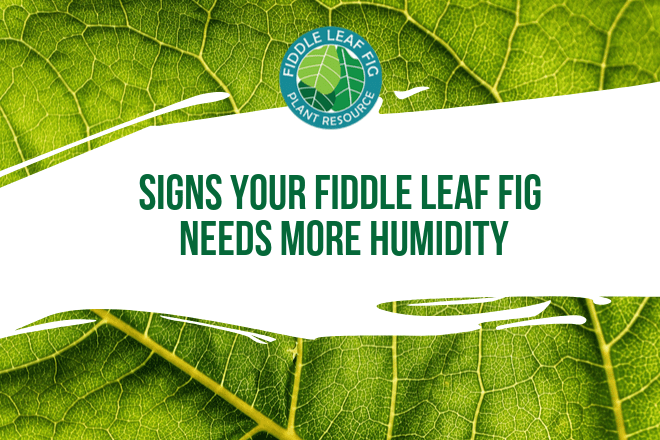 Wondering if your fiddle leaf fig needs more humidity? Click to learn the effect humidity has on your fiddle leaf fig plants and what to do.