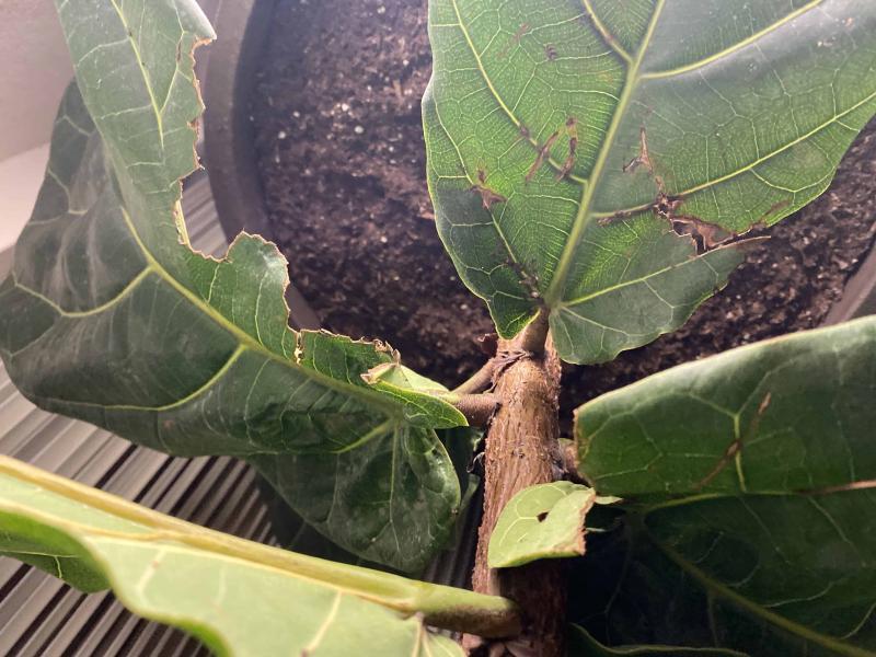 leafs have tears on bottom of tree | The Fiddle Leaf Fig Plant Resource