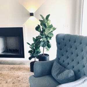 Do you want to take Insta-Worthy photos of your fiddle leaf fig? Click to learn how to stage and post your fiddle leaf fig for the ultimate shot. 