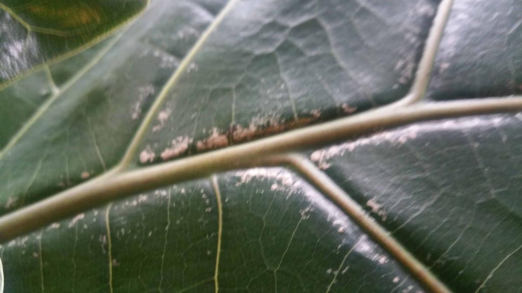 Fiddle leaf fig weird white spots | The Fiddle Leaf Fig Plant Resource