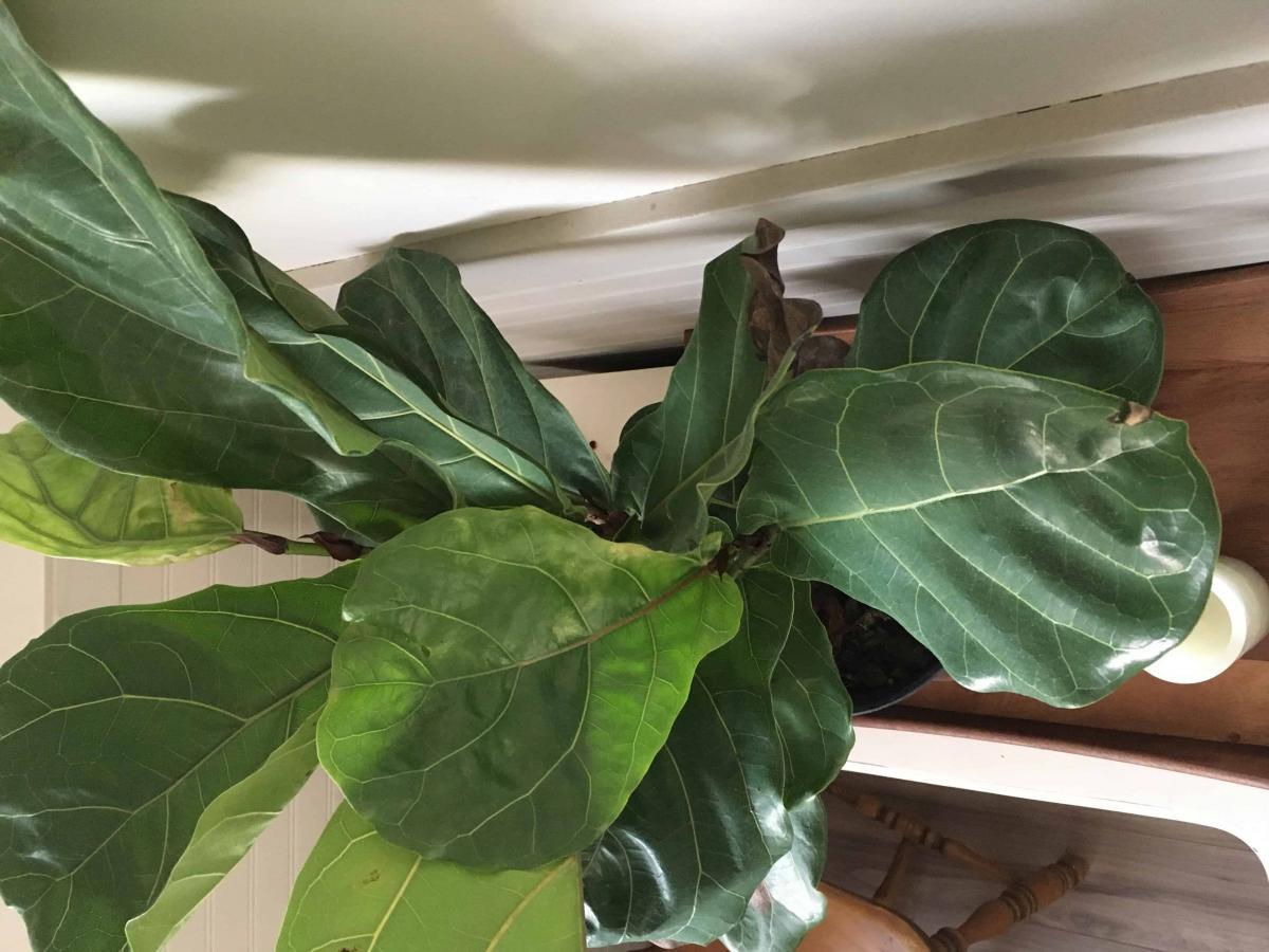 Root rot? The Fiddle Leaf Fig Plant Resource