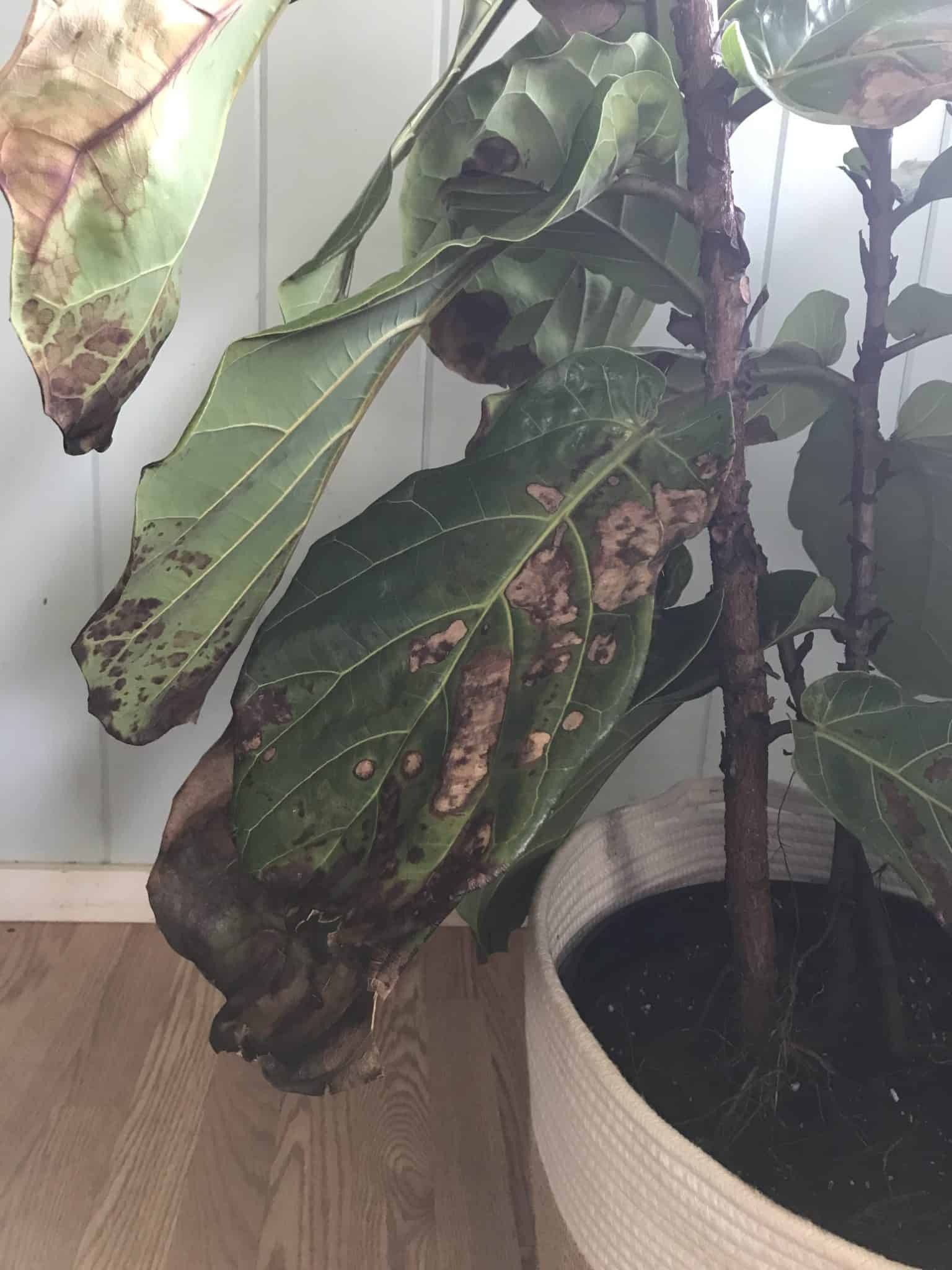 Leaves turning brown and falling off The Fiddle Leaf Fig