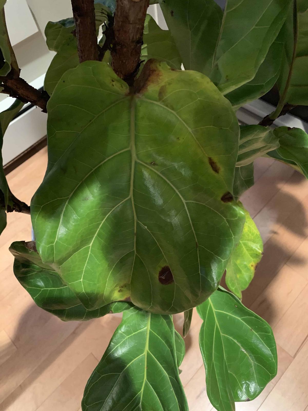 Brown/Black Spots and Dropping Leaves! | The Fiddle Leaf ...