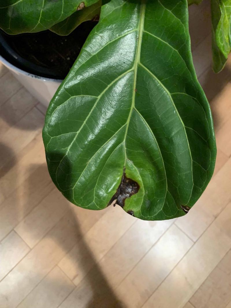 Brown/Black Spots and Dropping Leaves! | The Fiddle Leaf Fig Plant Resource
