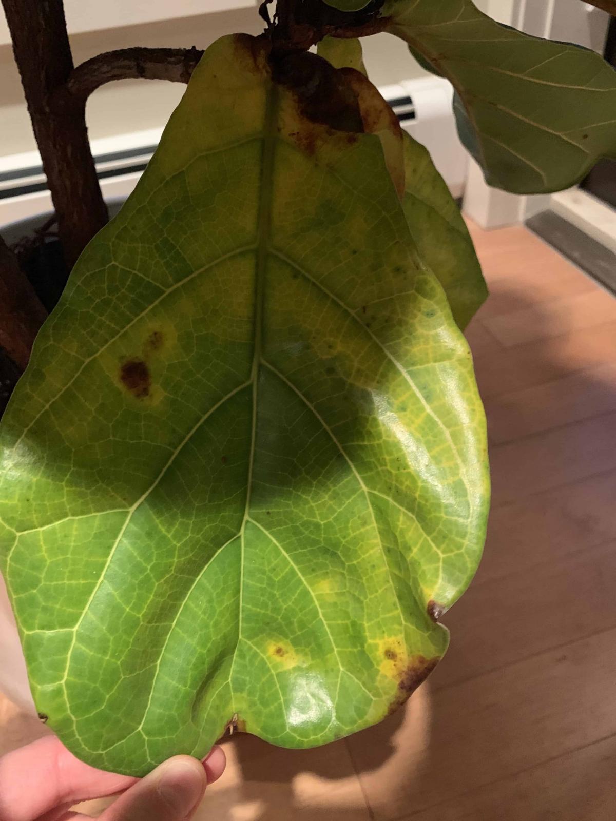 Brown/Black Spots and Dropping Leaves! | The Fiddle Leaf Fig Plant Resource