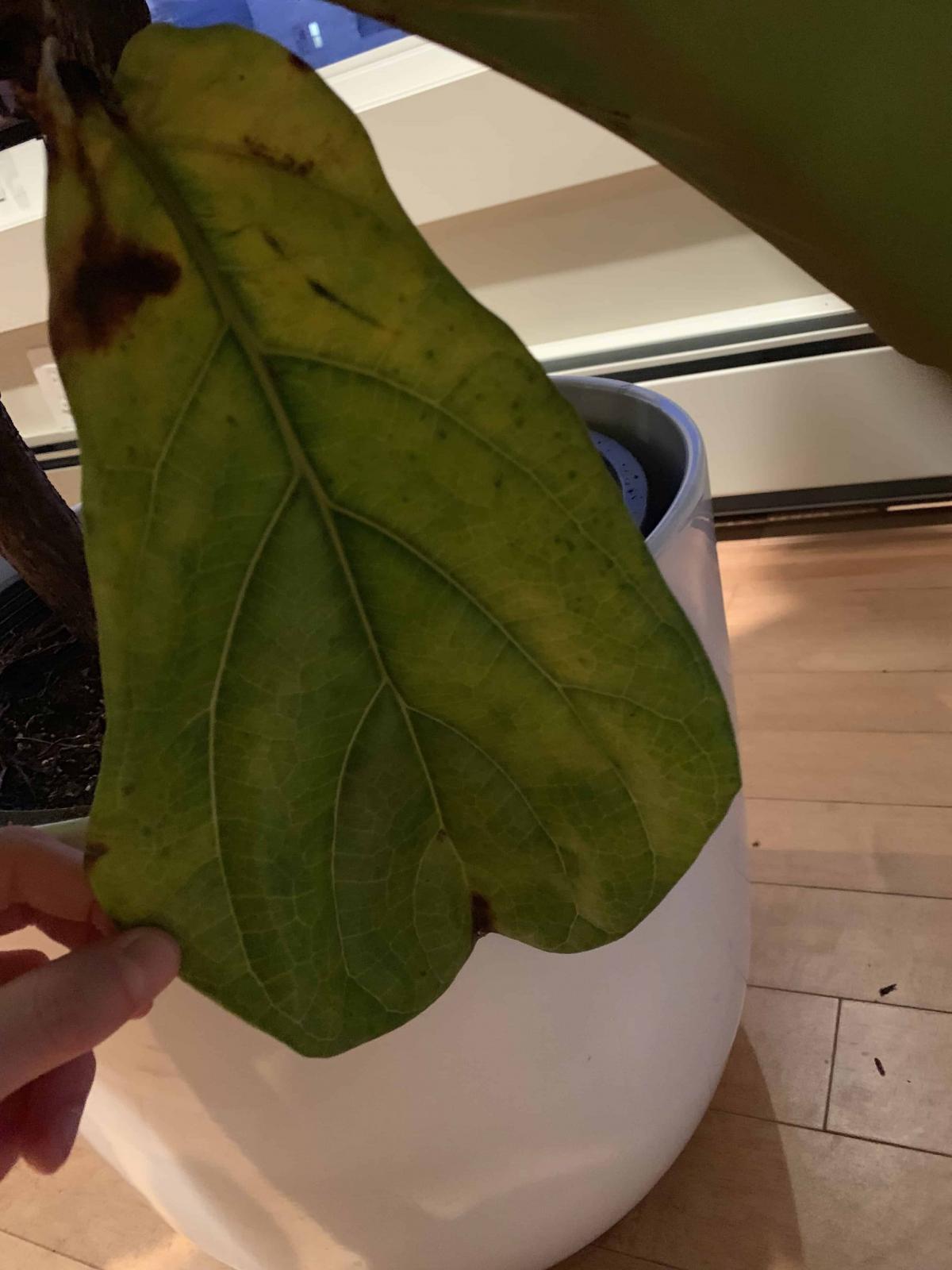 Brown/Black Spots and Dropping Leaves! | The Fiddle Leaf Fig Plant Resource