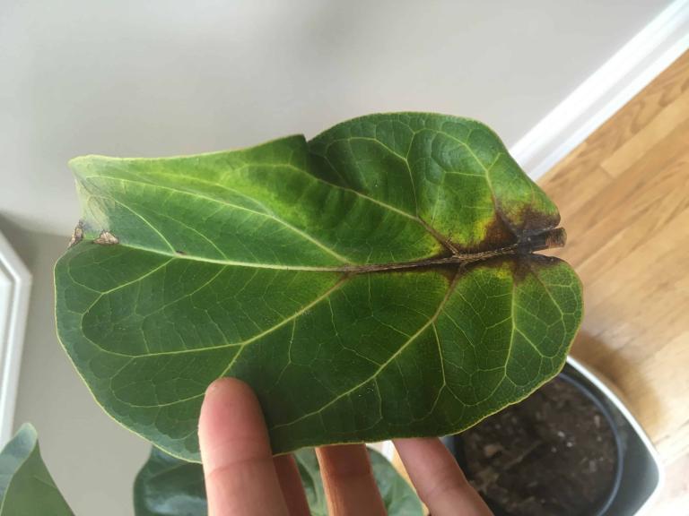 Why are leaves dropping at a fast rate. Stems are turning