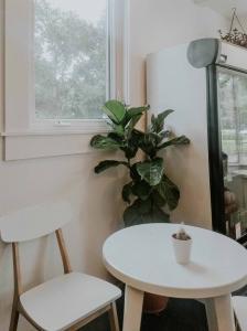 As the seasons change it is important to know what can affect your fiddle leaf fig. Learn more about seasonal changes that can hurt your fiddle leaf fig.