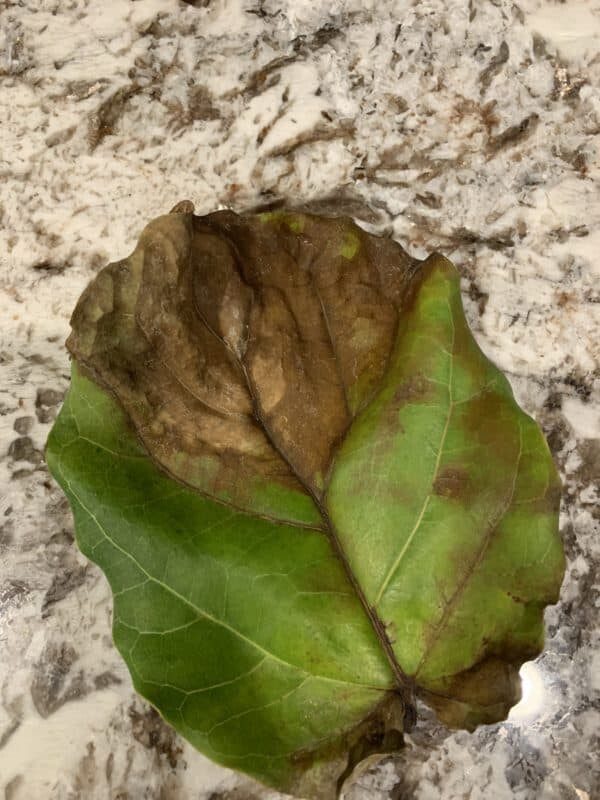 Brown spots and lower leaves dropping The Fiddle Leaf