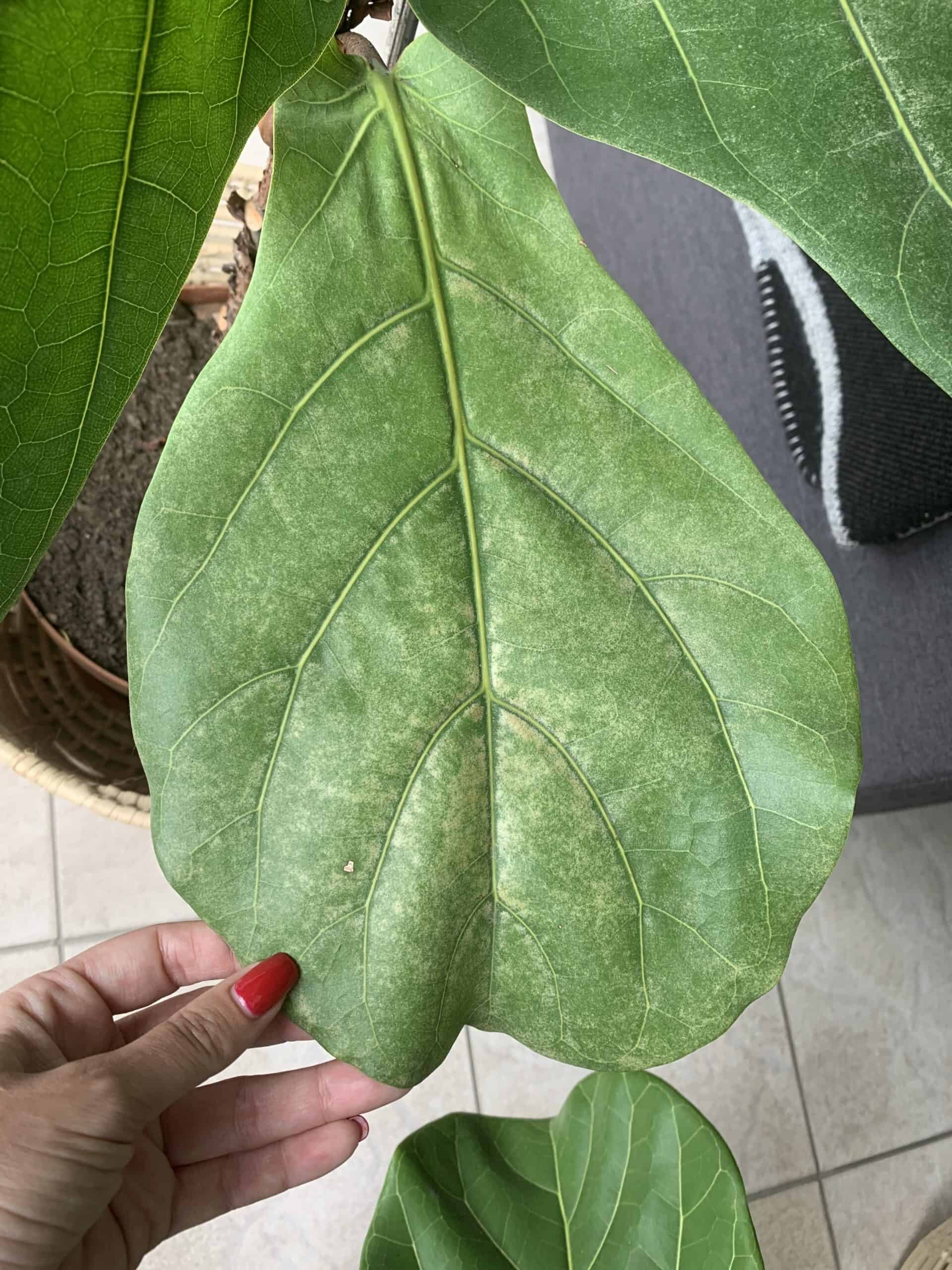 Leaves discoloring The Fiddle Leaf Fig Plant Resource