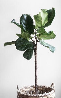 Fiddle Leaf Fig Care Cheat Sheet Fiddle Leaf Fig Care Cheat Sheet