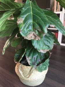 Help with brown spot diagnosis  The Fiddle Leaf Fig Plant Resource