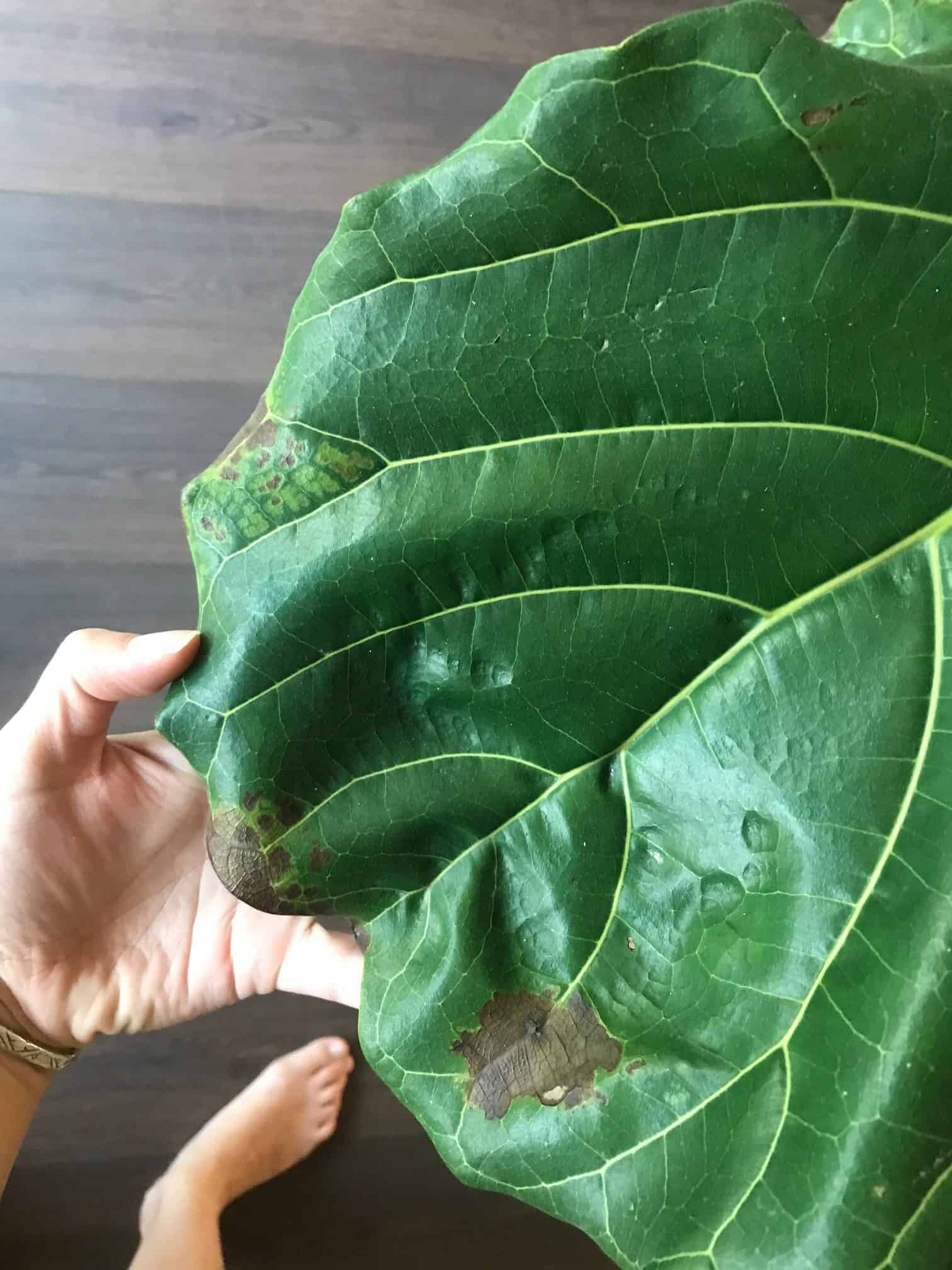 Help with brown spot diagnosis The Fiddle Leaf Fig Plant