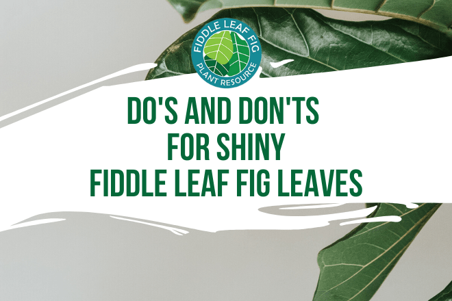 Do you want shiny fiddle leaf fig leaves? Click and read the things you should and should not do to get healthy, shiny fiddle leaf fig leaves.